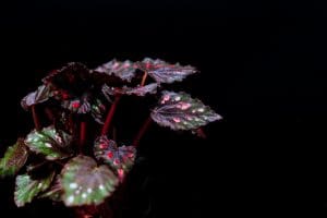 green and red plant with water droplets