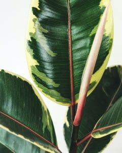 green and yellow leaf plant