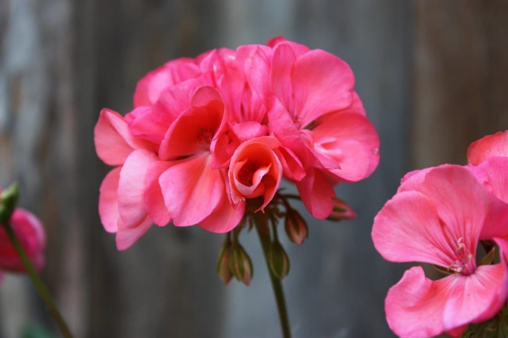 pink rose in bloom during daytime