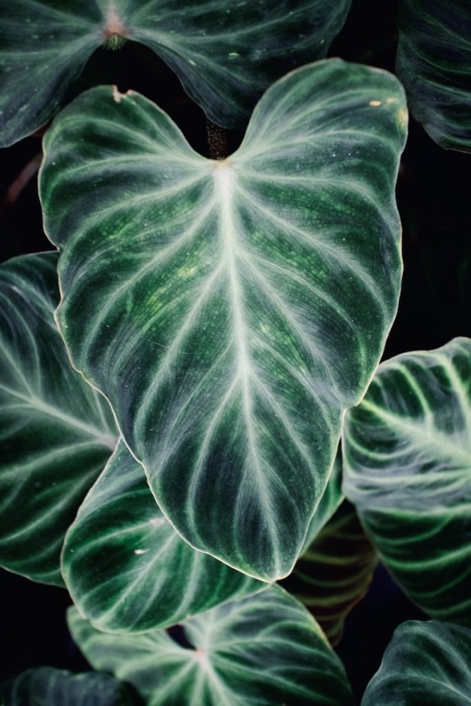 green leaves with water droplets