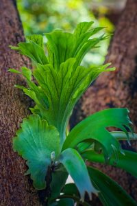platycerium, fern, epiphyte