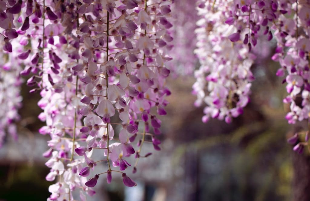 shallow focus photography of pink and purple flowers