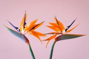 yellow and blue birds of paradise in bloom