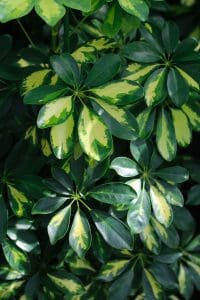 a close up of a plant with green leaves