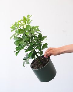 a hand holding a small plant in a pot