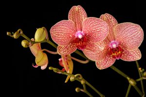 Orchidee stekken
