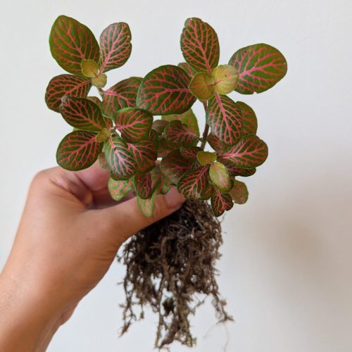 Fittonia Ruby Lime